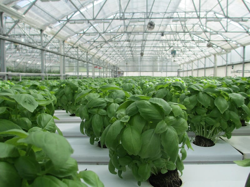 Indoor herb gardening