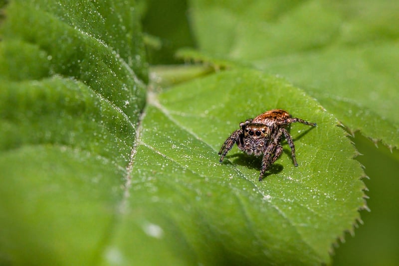 Natural pest control methods