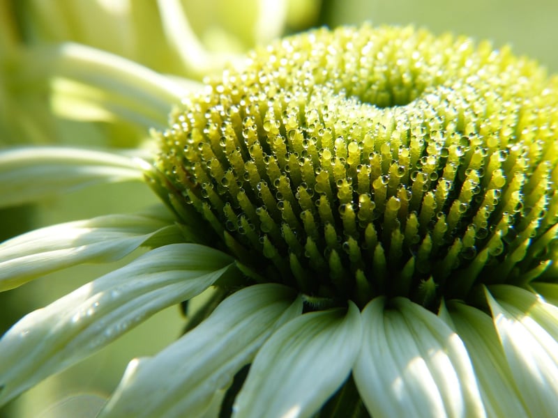 Preventing plant diseases